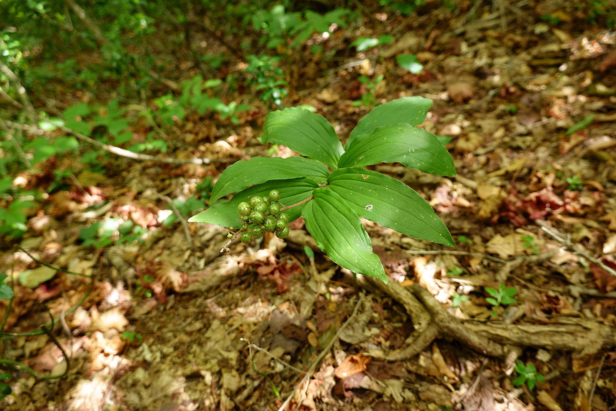 吾妻山の花々・三_e0015567_21332469.jpg