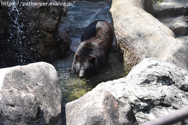 ２０１８年７月　とくしま動物園　その２_a0052986_7502024.jpg