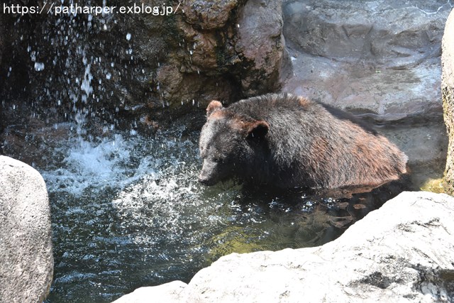 ２０１８年７月　とくしま動物園　その２_a0052986_7504580.jpg