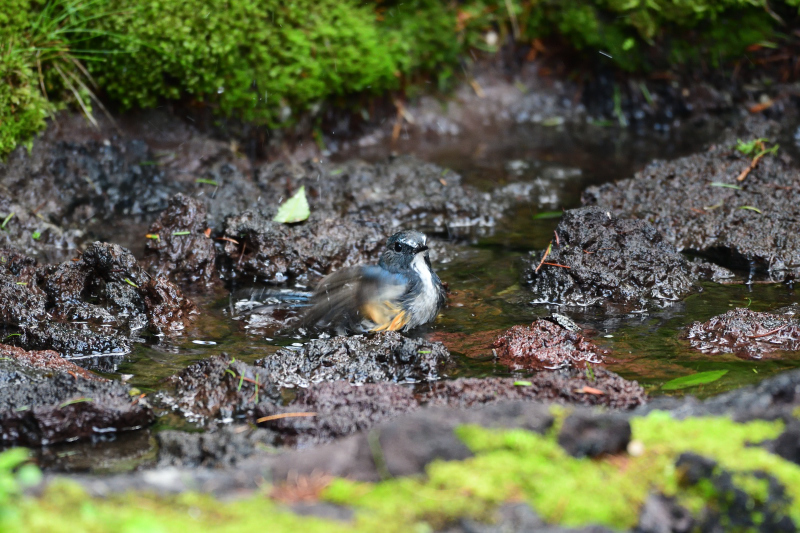 水場のルリビタキ_f0202686_16542916.jpg