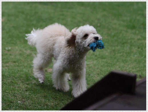 b0175688_20590071.gif