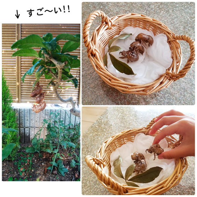 ヘビさんと触れ合えました&3連のセミの抜け殻…!!_d0224894_00065379.jpg