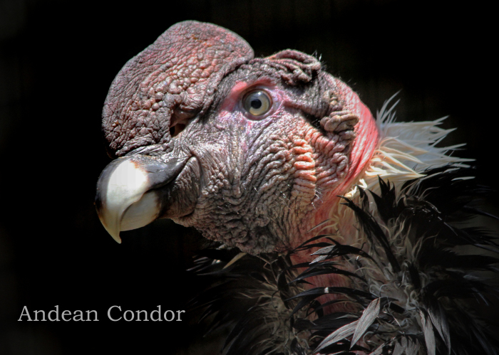 アンデスコンドル Andean Condor 動物園の住人たち写真展 はなけもの写眞館