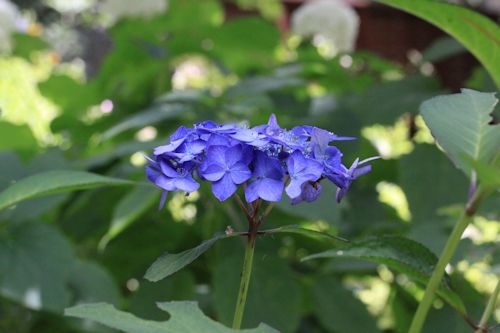 庭のお花たち♪_c0090198_17362695.jpg