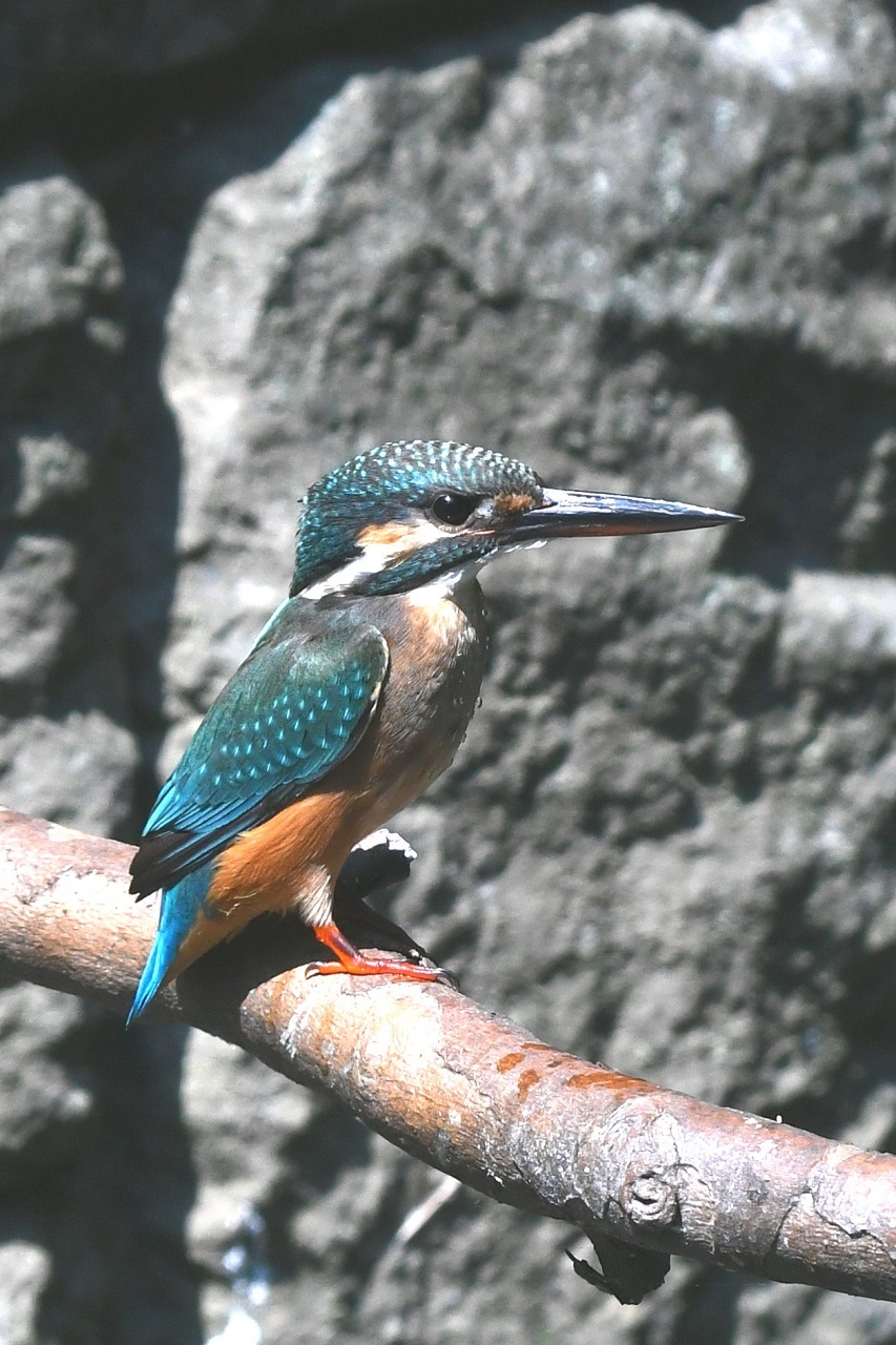 排水路のカワセミ(8/1)_e0365803_12540006.jpg