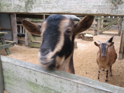 冬のニュージーランド旅（10）Willowbank Wildlife Reserve （その2）_c0212604_20173152.jpg