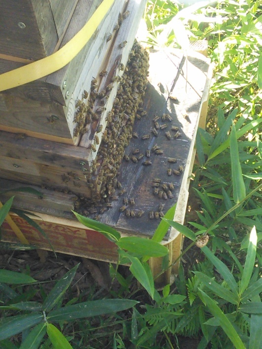 田舎便り112・・・元気一杯の蜜蜂たち - 