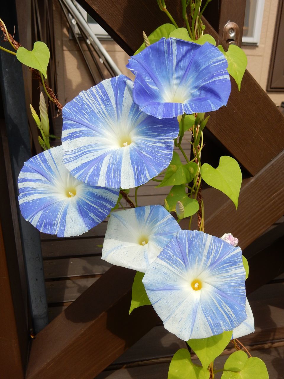 アサガオ2日目ノウゼンカズラも開花_c0025115_22062967.jpg