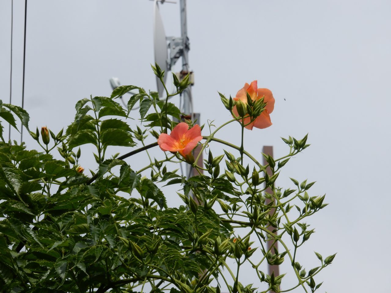 アサガオ2日目ノウゼンカズラも開花_c0025115_22201290.jpg