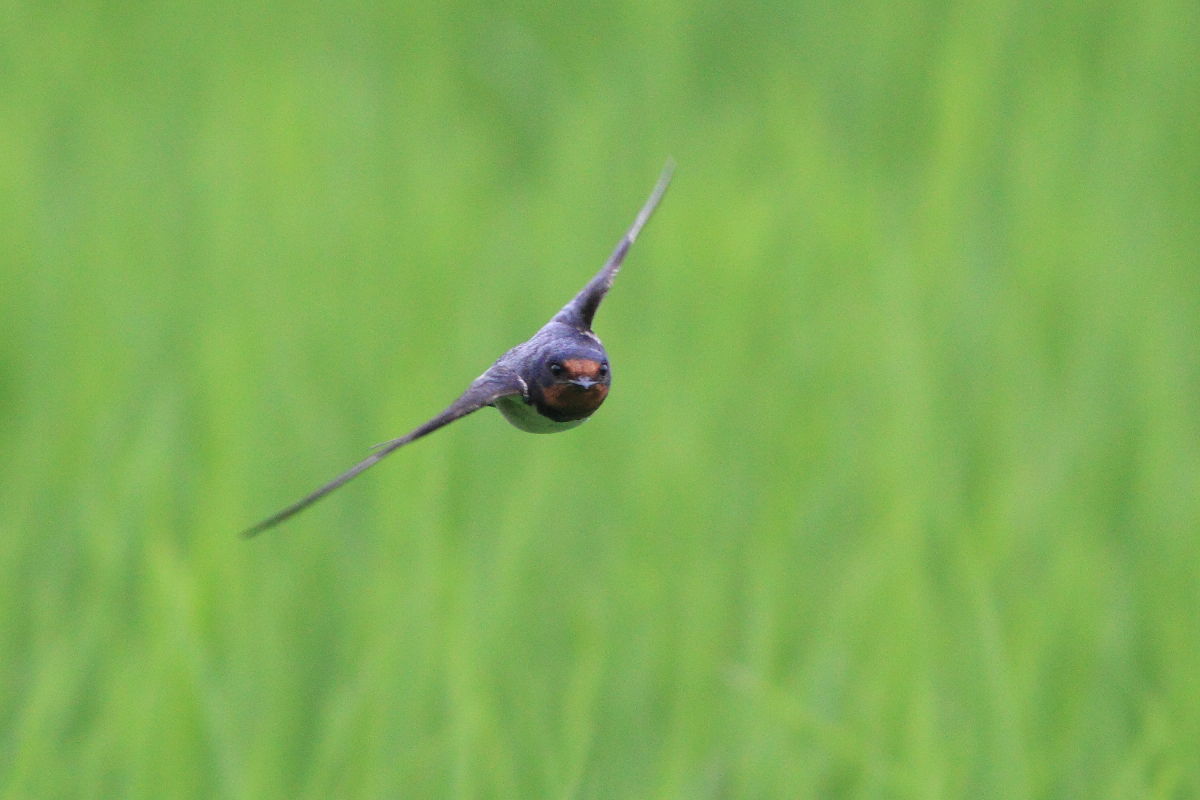 ツバメ 青虫を2匹_f0369315_20183727.jpg