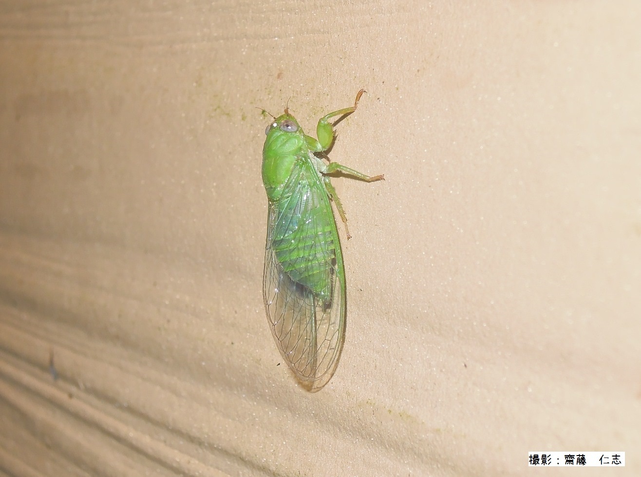 f0121321_18130912.jpg