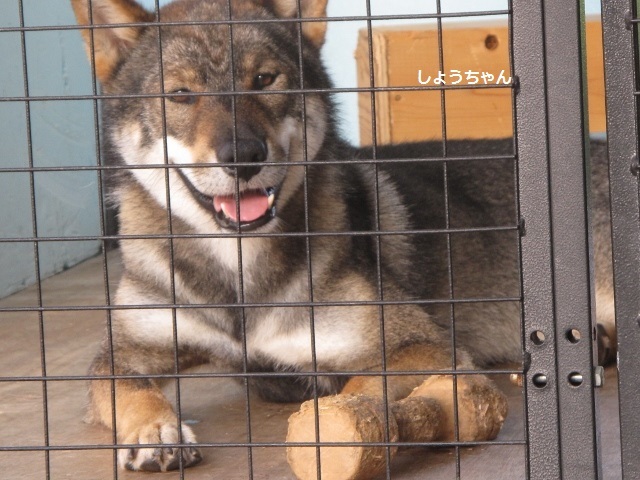おっちゃぁ ん おっちゃん おっちゃん 四国犬 テツカナ今日この頃 翔ちゃんもいるよ おっちゃぁ ん おっちゃん おっちゃん 四国犬 テツカナ今日この頃 翔ちゃんもいるよ