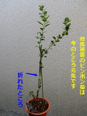 e0033229_105257.jpg