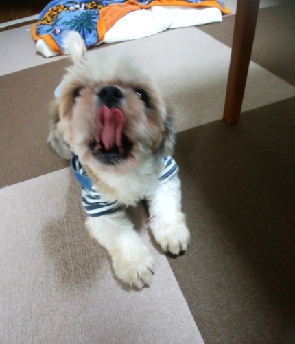 ほふく前進 Holiday Bone ほふく前進 Holiday Bone