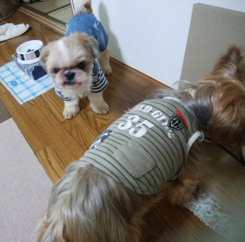 ほふく前進 Holiday Bone ほふく前進 Holiday Bone