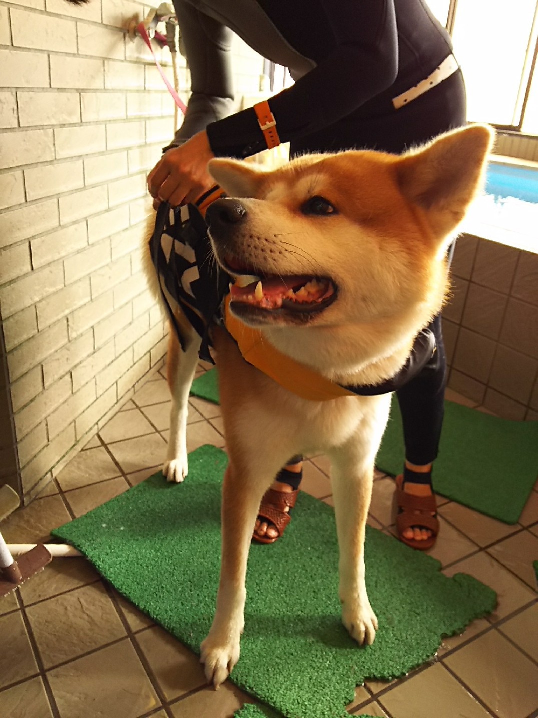 秋田犬まる 初めての泳ぎ 瞑想詩人な私 秋田犬まる 初めての泳ぎ 瞑想詩人な私
