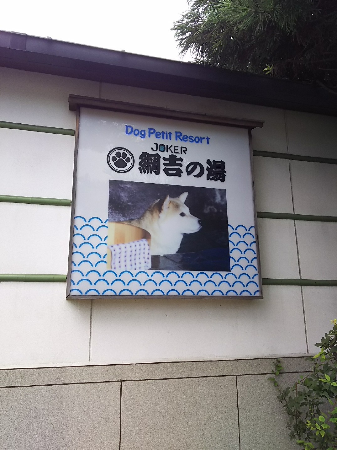 秋田犬まる 初めての泳ぎ 瞑想詩人な私 秋田犬まる 初めての泳ぎ 瞑想詩人な私