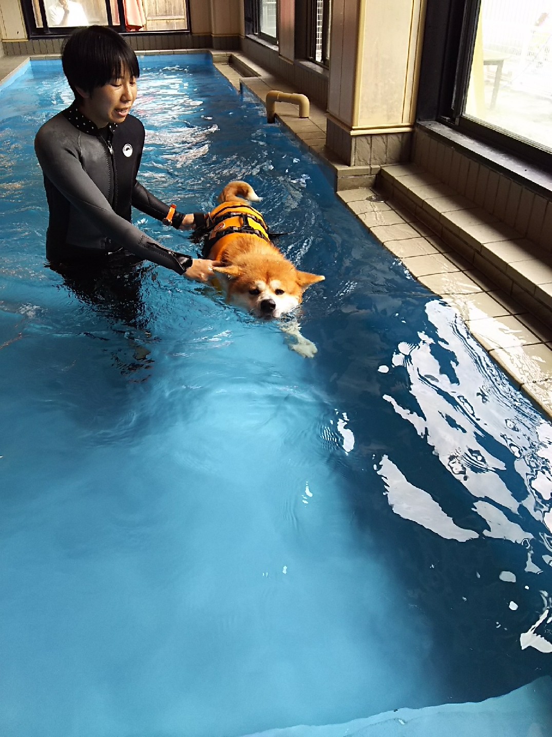 秋田犬まる 初めての泳ぎ 瞑想詩人な私
