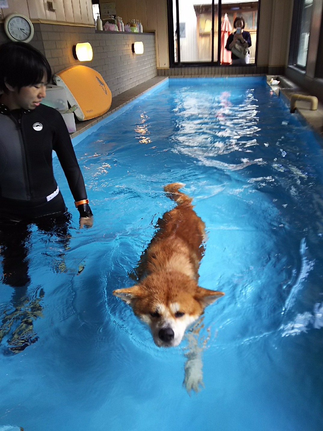 秋田犬まる 初めての泳ぎ 瞑想詩人な私