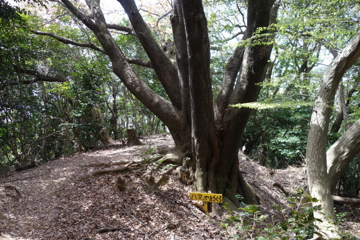 小富士山～愛宕山(筑豊・香春町)_d0345153_21294311.jpg