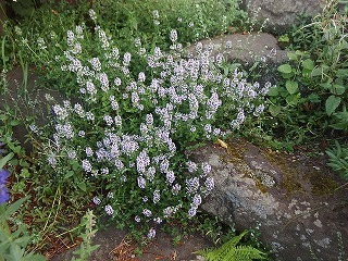 e0004756_20480786.jpg