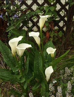 e0004756_21165628.jpg