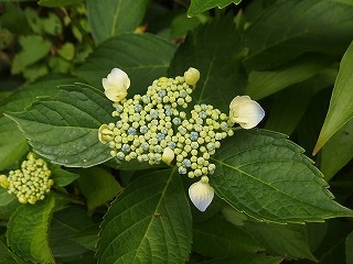 e0004756_21202703.jpg