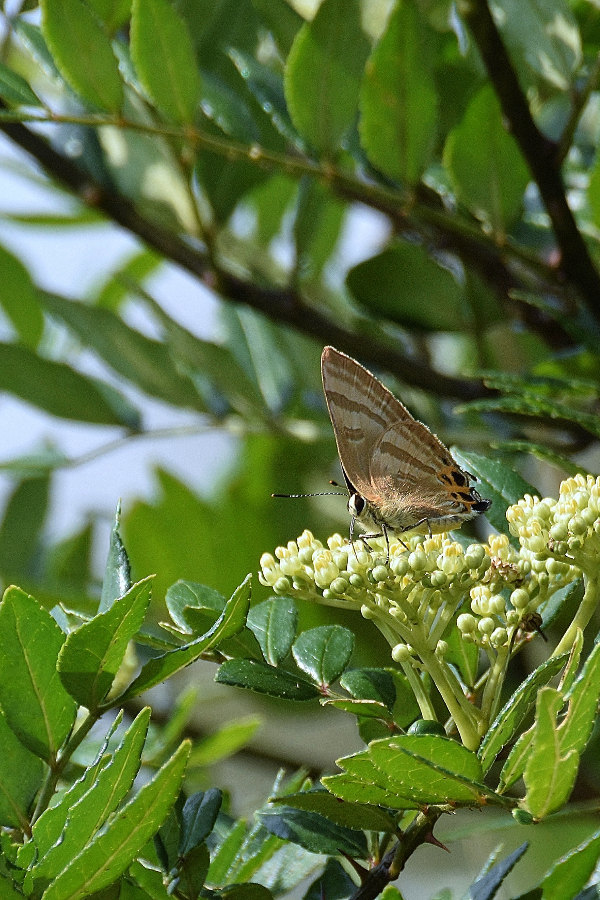 ミヤマカラスシジミ・トラフシジミ(2017/07/24) 富士山麓遠征 ①_d0387460_11541561.jpg