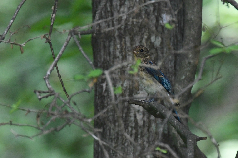 またまた オオルリ 幼鳥_f0053272_16075914.jpg
