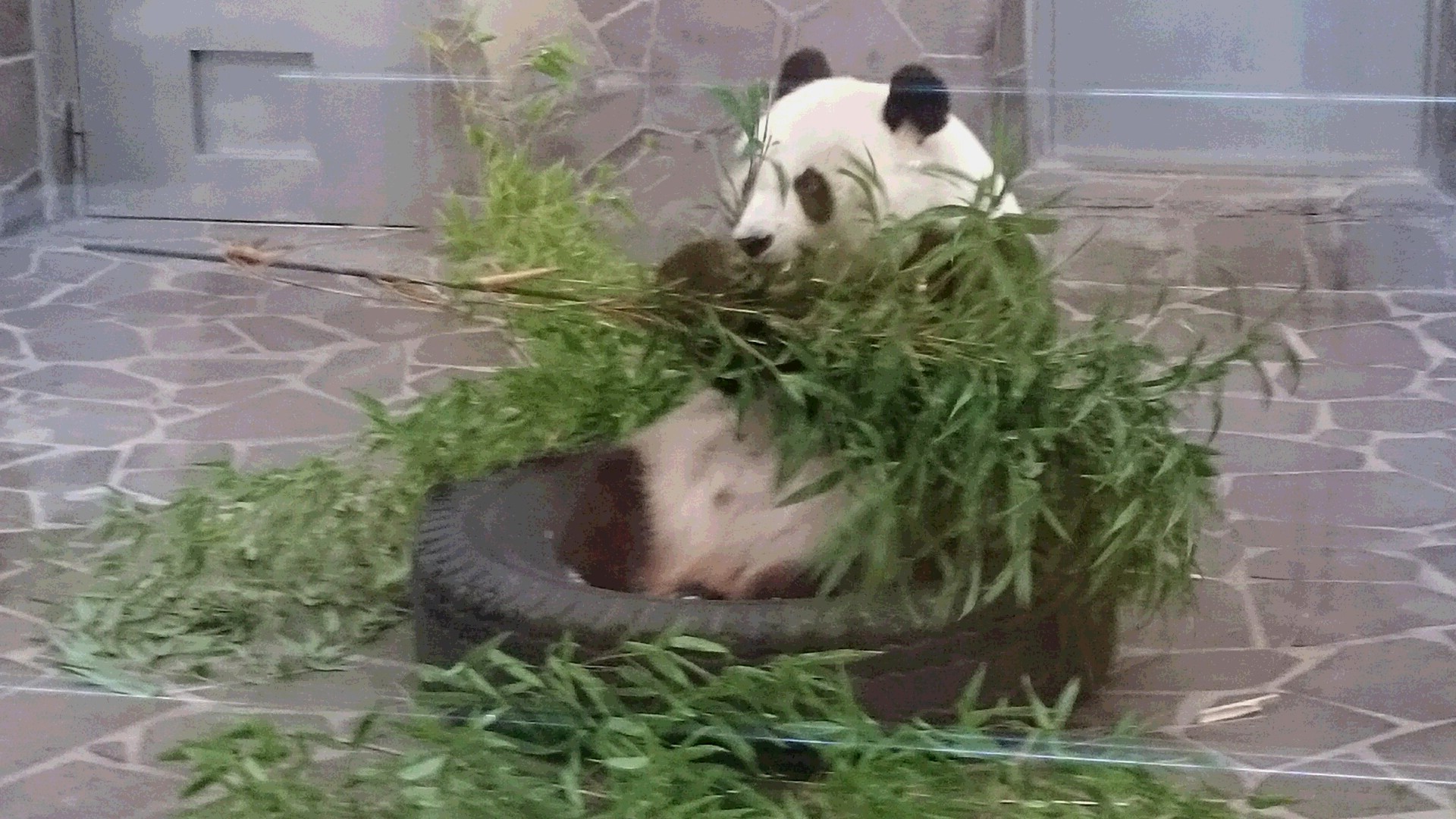 Panda  パンダ_b0245877_21314529.jpg