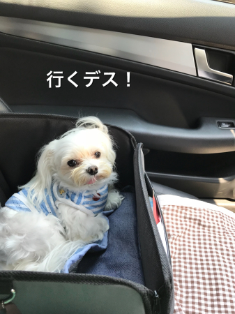 b0193480_15454311.jpeg