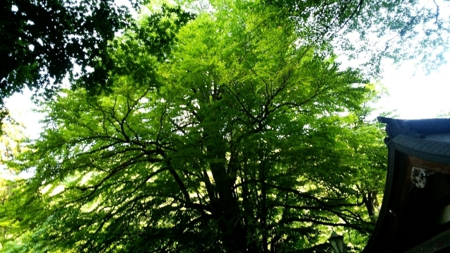 e0371086_21061700.jpg