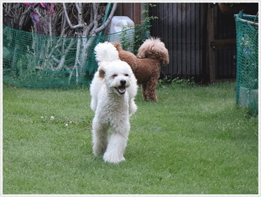 b0175688_00080335.gif