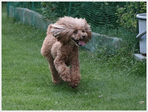 b0175688_00080776.gif