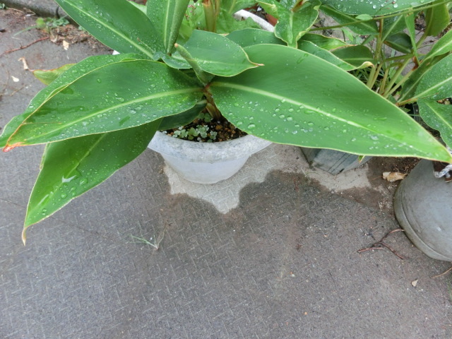 a0203003_09201332.jpg