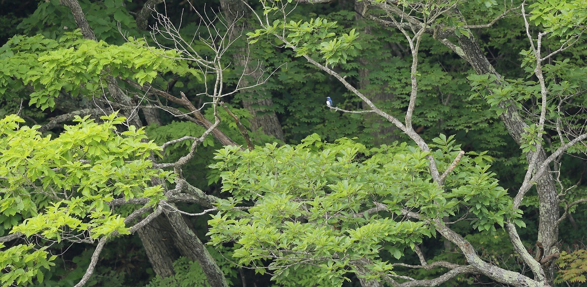 c0295707_15115217.jpg