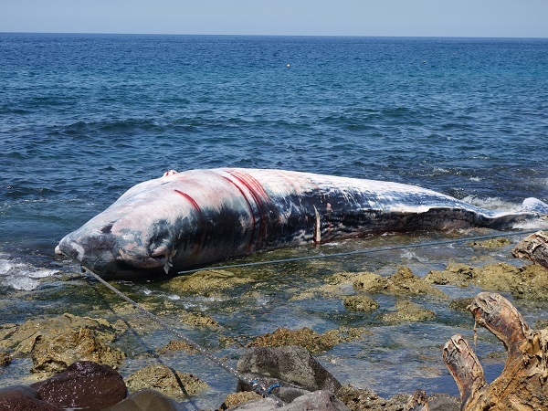 鯨漁の村ラマレラ マッコウクジラの解体 Kimcafe トラベリング