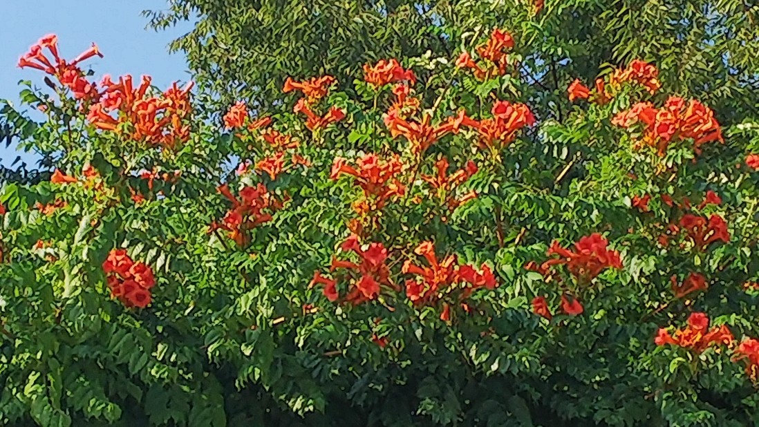 a0098418_00012287.jpg