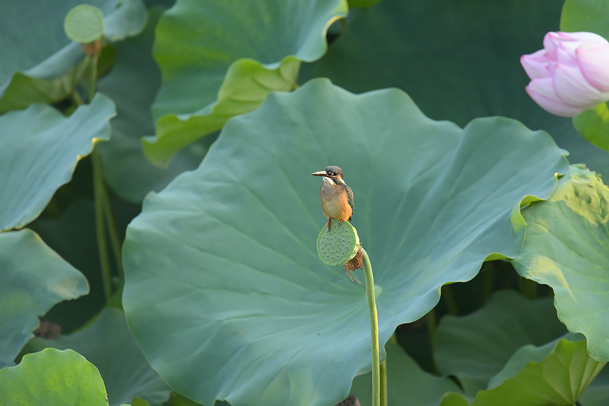 180802 蓮池・幼鳥だけ_c0278820_17354554.jpg