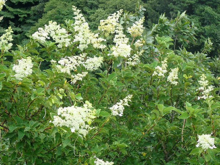 f0193521_745265.jpg