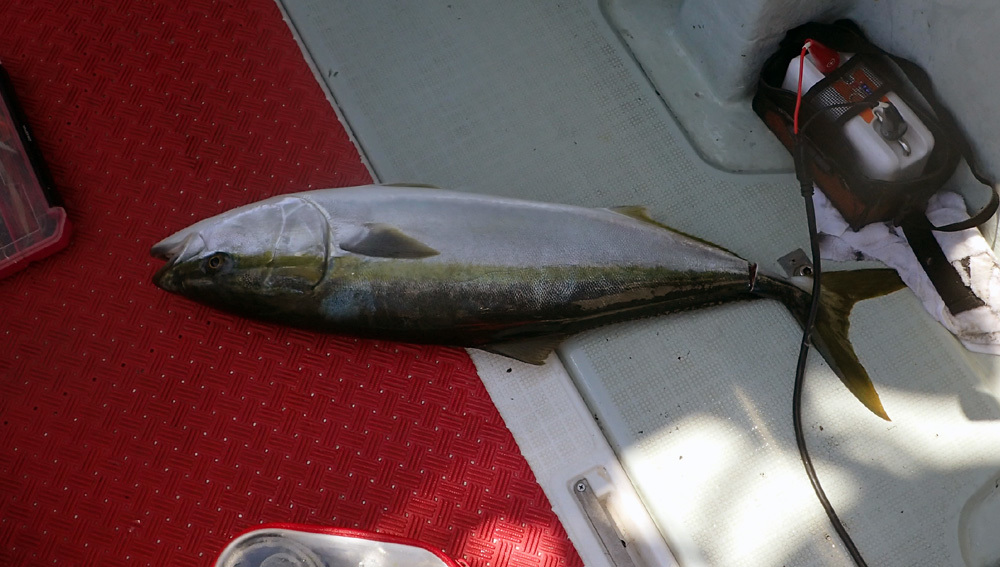  三国　鯛ラバ・イカメタル　リレー釣り。　2018年8月1日（水）_d0171823_21432403.jpg