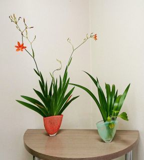 暑中お見舞い申し上げます。_c0165824_11443452.jpg