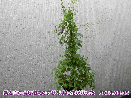 e0033229_1810423.jpg
