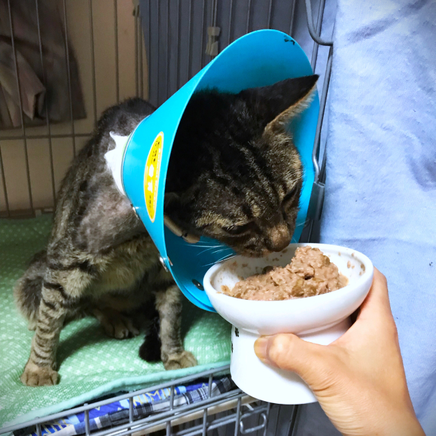 ごはんを食べたら_d0355333_21104608.jpg