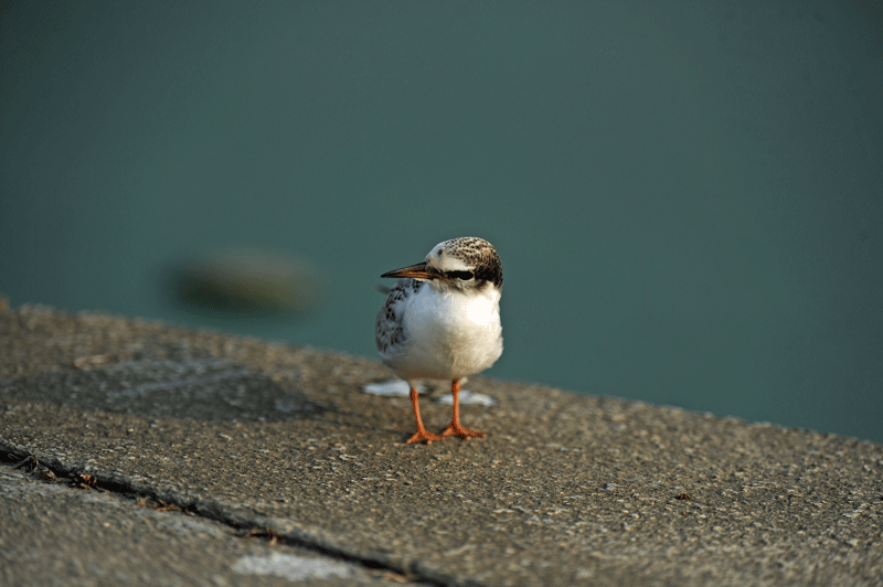 d0290240_11131620.gif