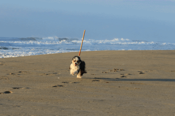 c0145250_09414371.gif