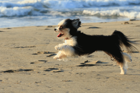 c0145250_09420891.gif