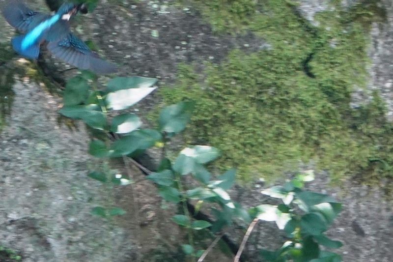 野鳥トレ　134　カワセミ_b0227552_20472488.jpg