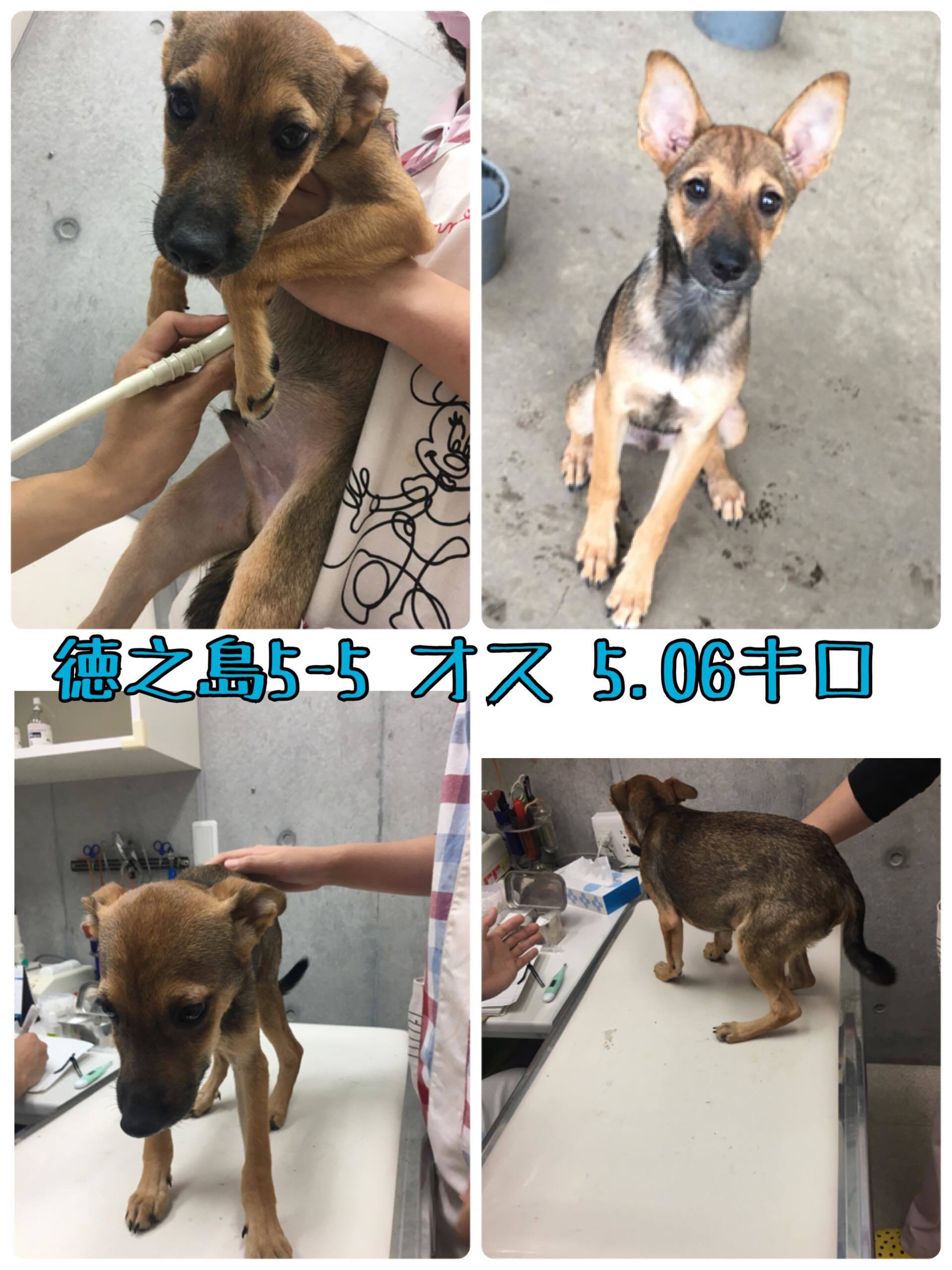 仔犬の最新情報～引き続き里親さん、お預かりさん、募集中です！！_c0372561_14530459.jpg