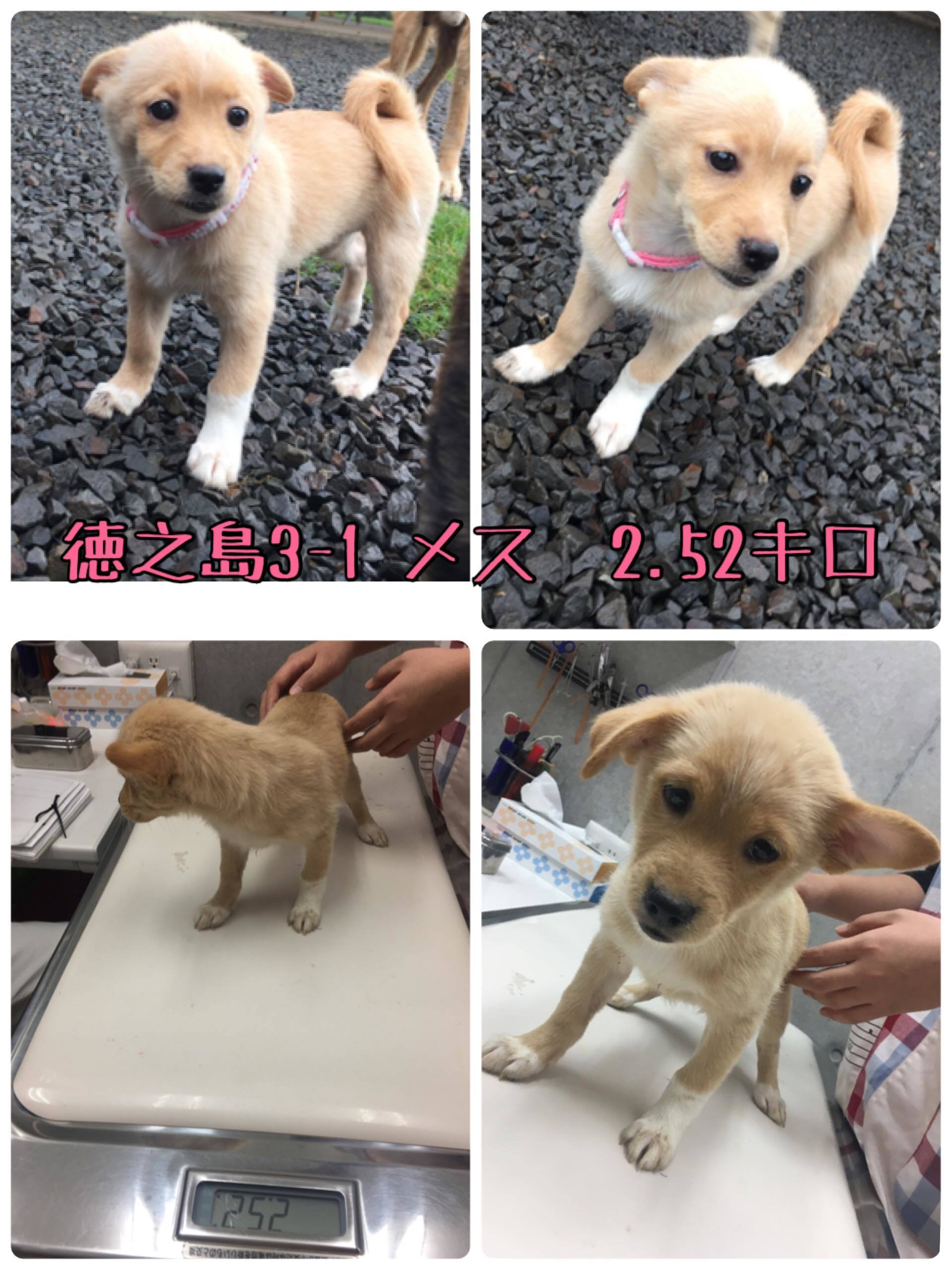 仔犬の最新情報～引き続き里親さん、お預かりさん、募集中です！！_c0372561_14531346.jpg